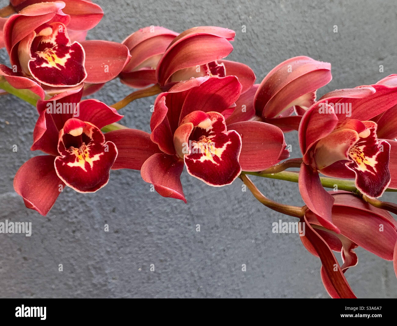 Stamm dunkelroter Cymbidium-Orchideen in voller Blüte - Smartphone-aufgenommenes Stockfoto