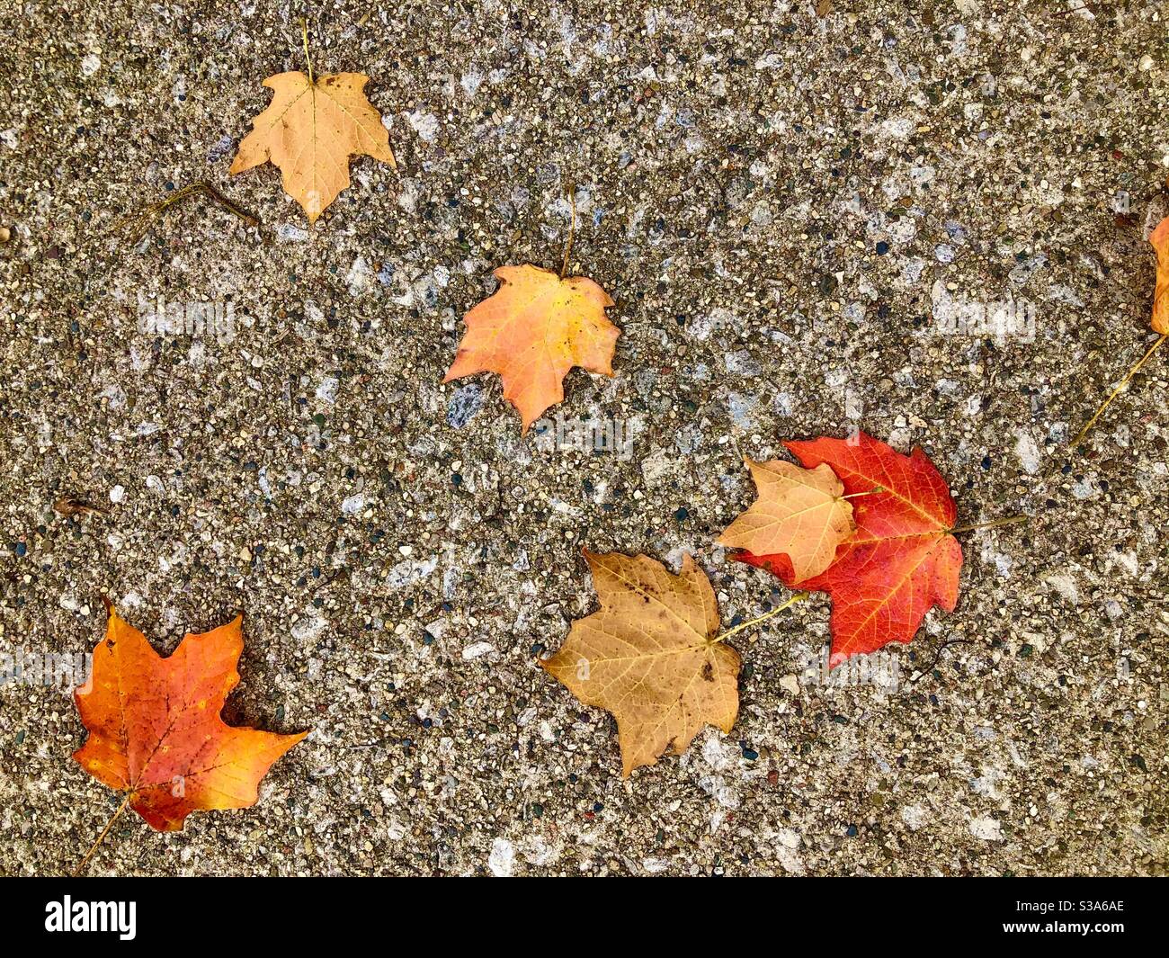 Blätter auf dem Bürgersteig Stockfoto