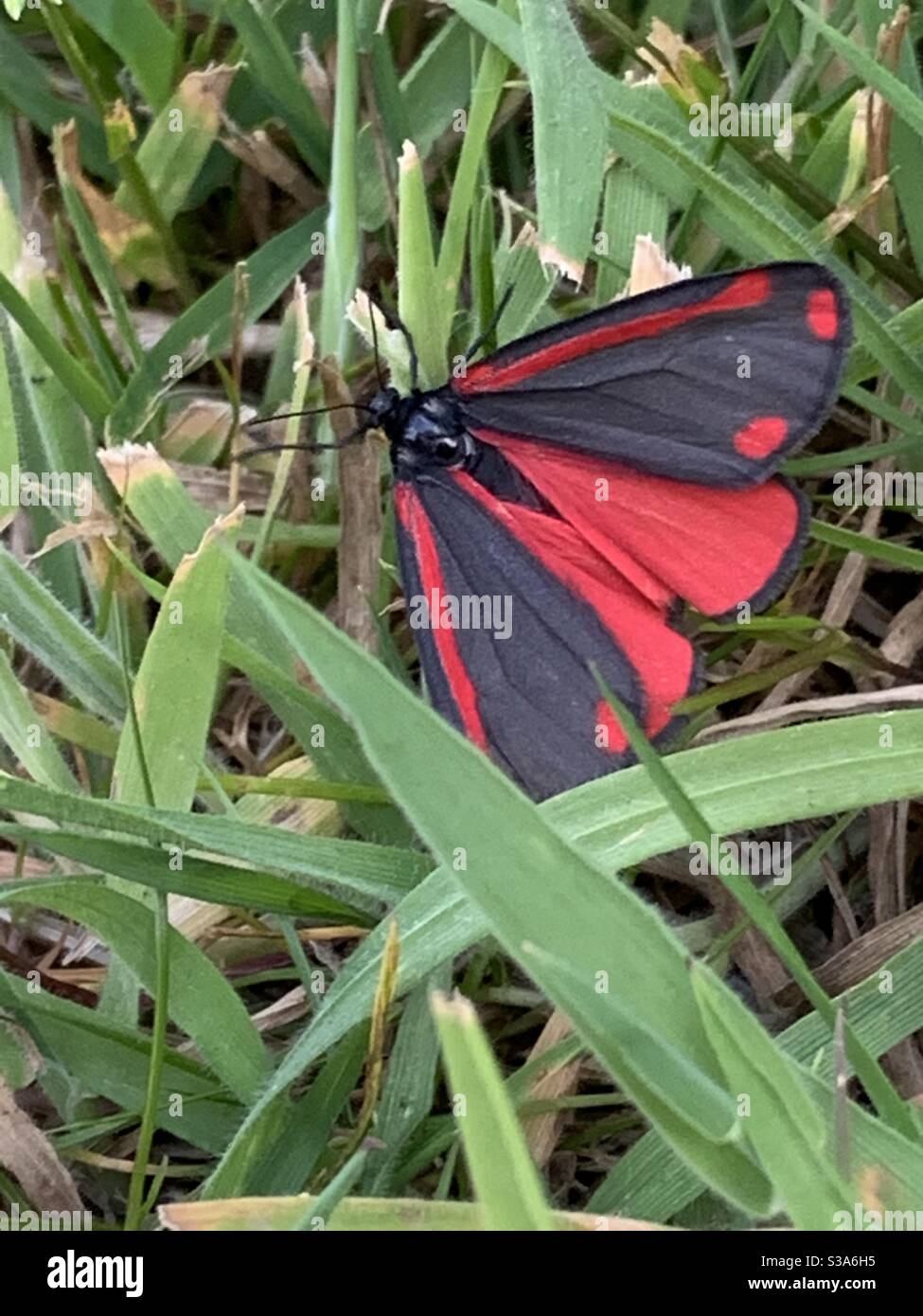 Schmetterling Schwarz Rot