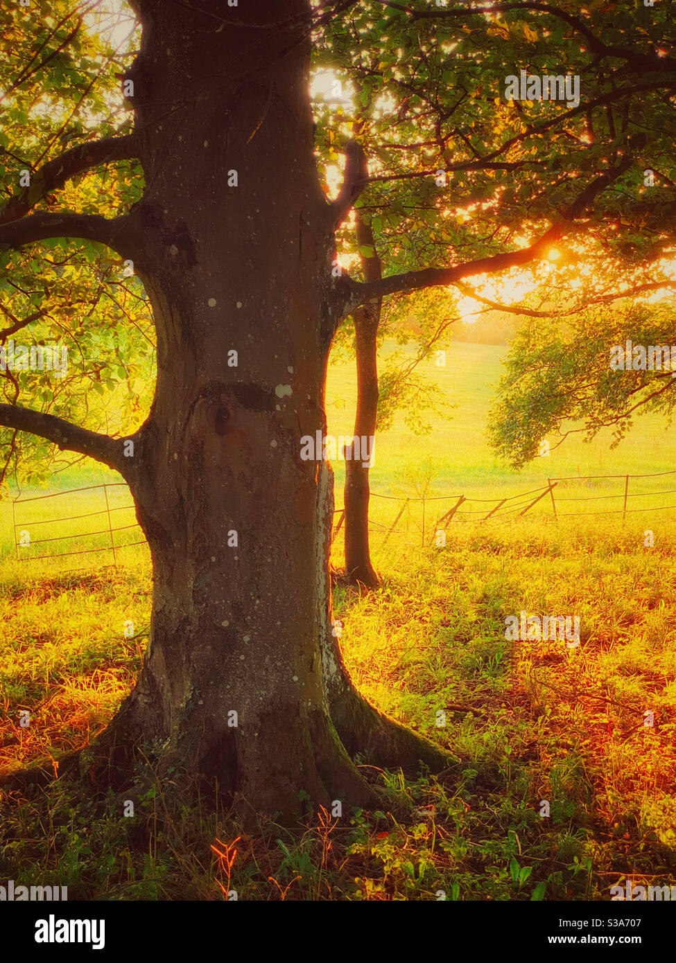 Der warme Glanz einer im Spätsommer untergehenden Sonne trägt dazu bei, dass diese Waldszene eine der Freude und des Glücks ist. Ein Wohlfühlbild! Bildnachweis - ©️ COLIN HOSKINS. Stockfoto