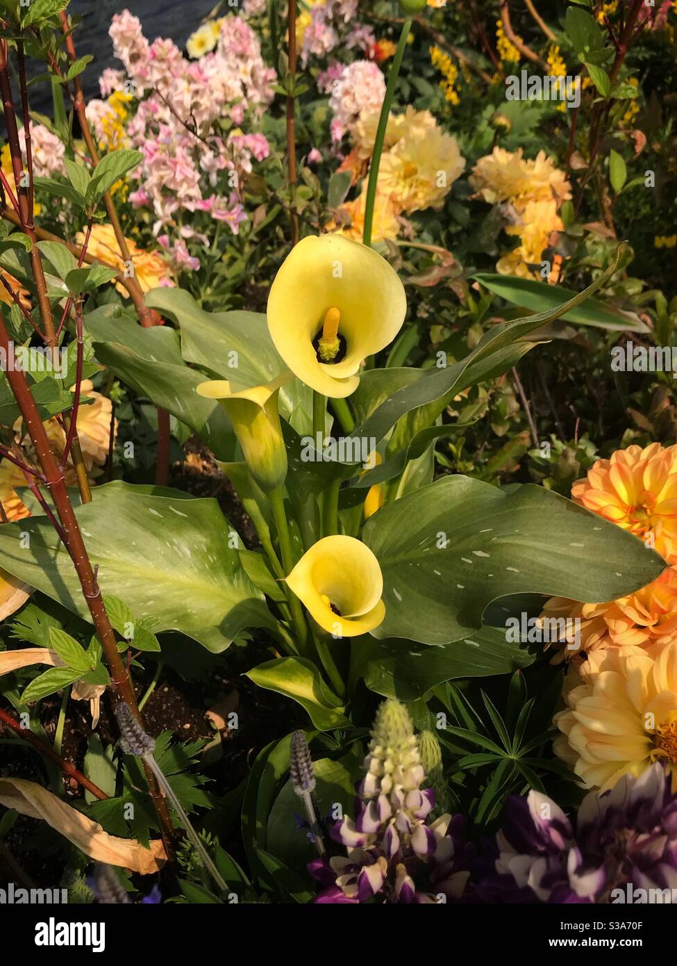 Gelbe Calla im botanischen Garten Yeomiji Stockfoto