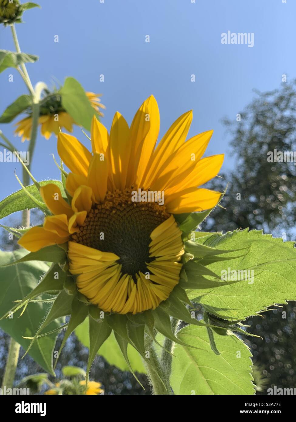 Guten Morgen! Diese Sonnenblume scheint nur mit uns für den Tag. Immer noch am Aufwachen zu dem sonnigen Tag vor uns. Stockfoto