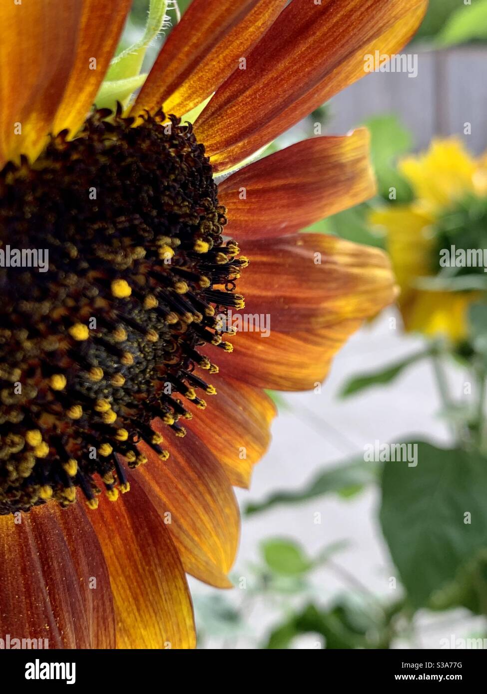 Herbstfarben knallen aus dieser Sommerblume. Stockfoto