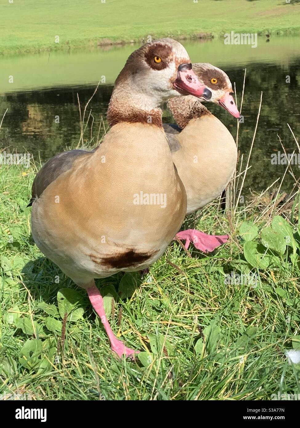 Ägyptisches Gänsepaar, das im Sonnenschein auf Gras läuft - Smartphone-aufgenommenes Stockfoto