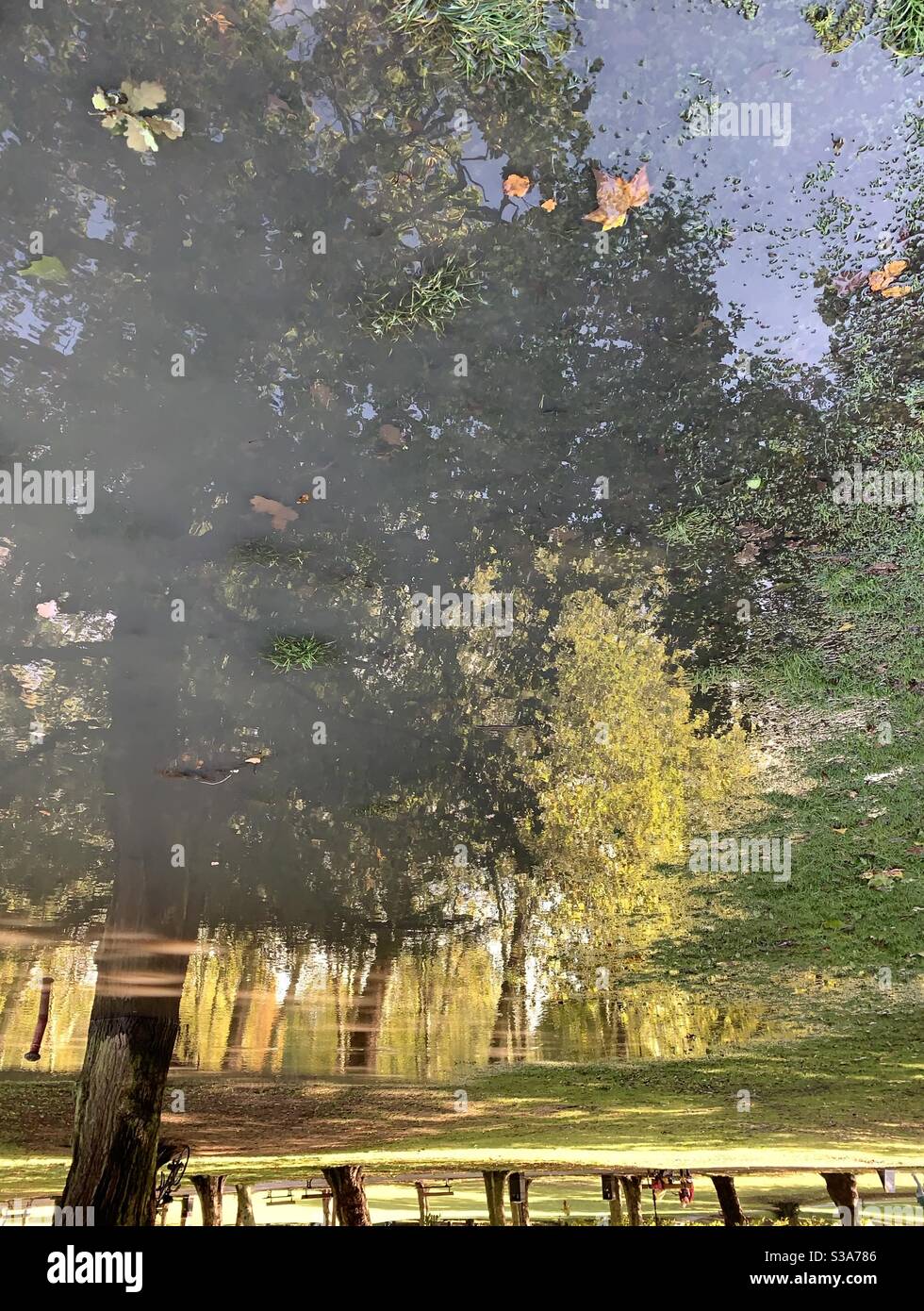 Spiegelung der Herbstbäume in Wasserpfütze bei Crystal Palace Park - Smartphone-aufgenommenes Stockfoto