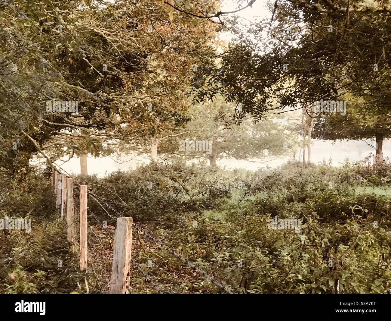 Das Dickicht Stockfoto