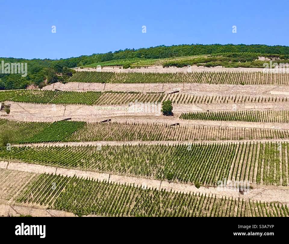 Weinberge in Deutschland Stockfoto