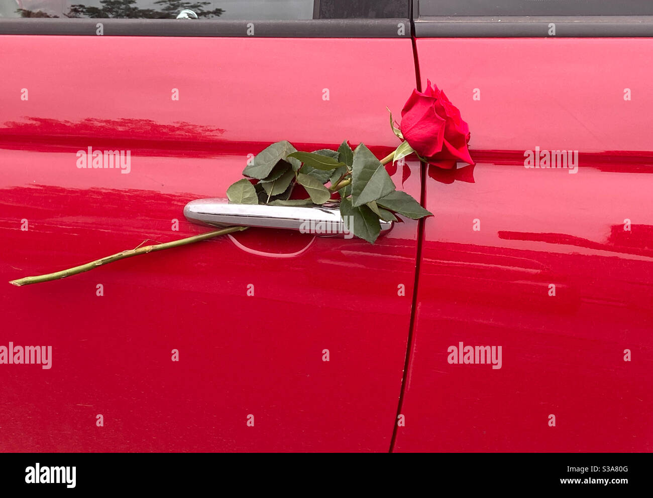 Rosen sind rot - Smartphone-aufgenommenes Stockfoto