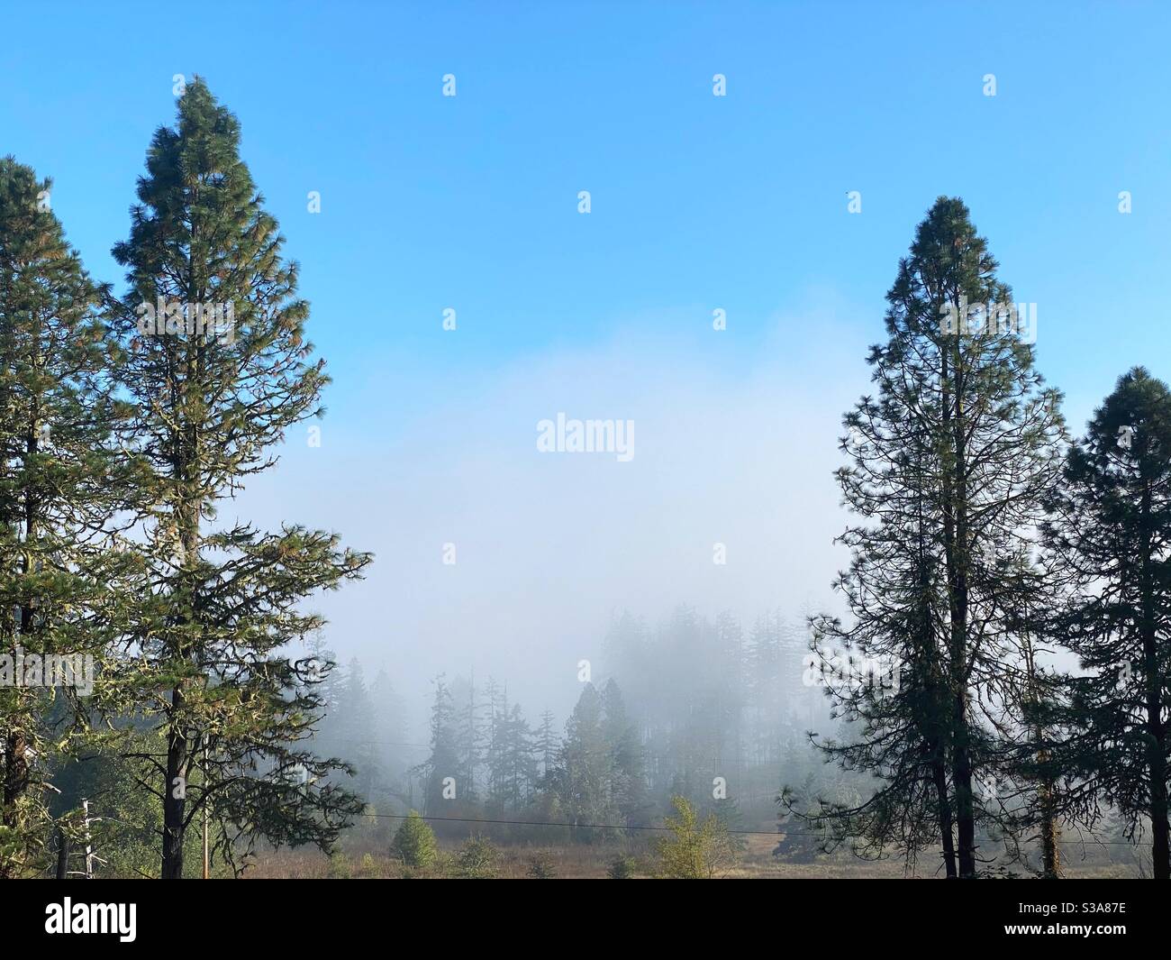 Nebel in Bäumen in Eugene, Oregon. Stockfoto