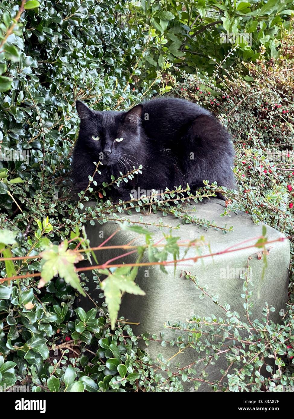 Eine schwarze Katze mit grünen Augen. Stockfoto