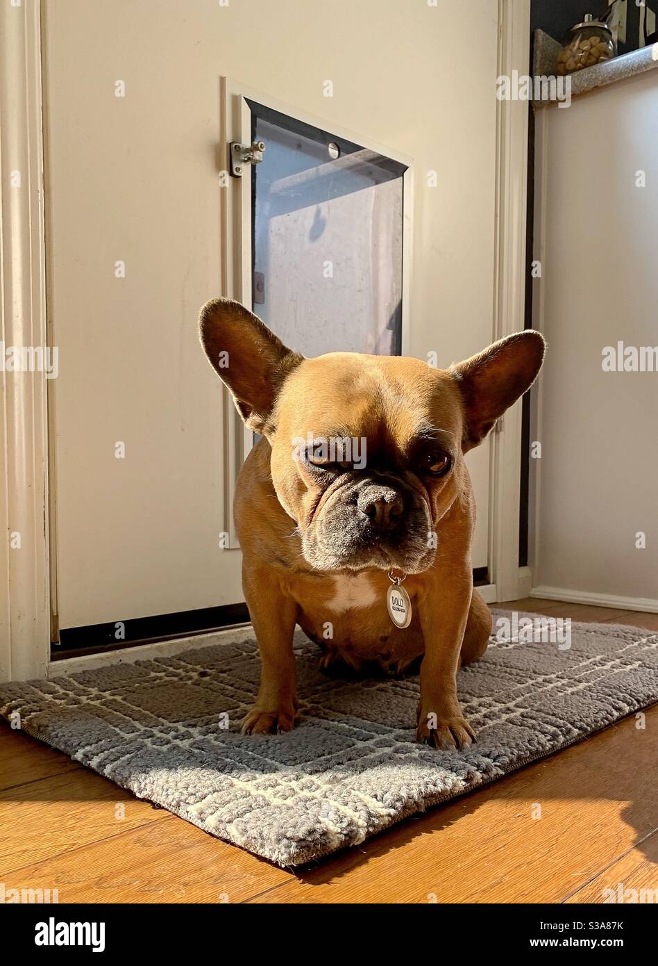 Eine französische Bulldogge, die auf einem Teppich vor einer Hundetür sitzt. Stockfoto