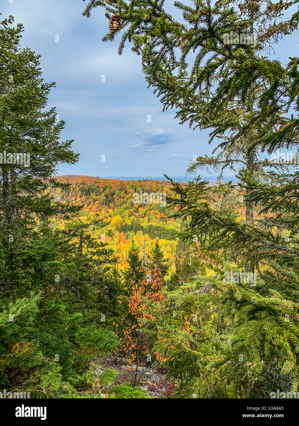 Evergreens und Laub, ein Blick von der Spitze des Haystack Mountain in Mapleton, Maine. - Smartphone-aufgenommenes Stockfoto