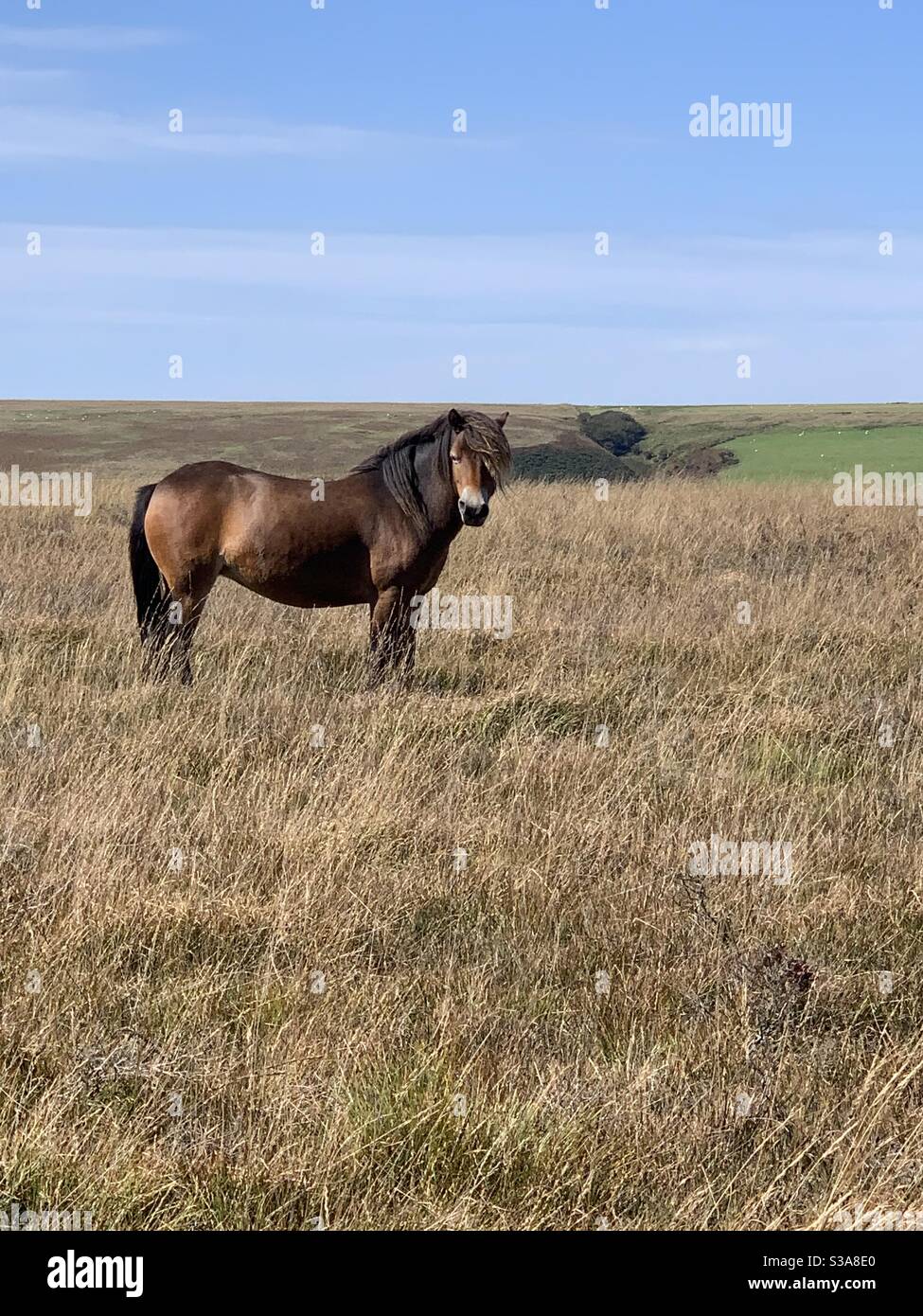 Dartmoor Pony Stockfoto