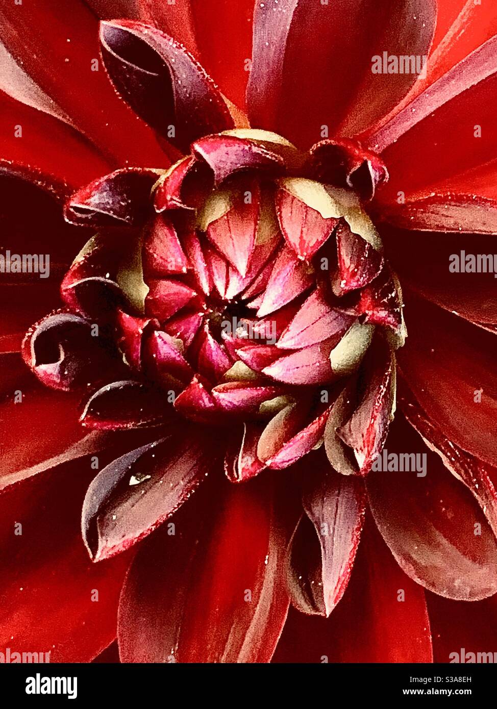 Meine schöne Dahlia öffnet es ist Blüte Stockfoto