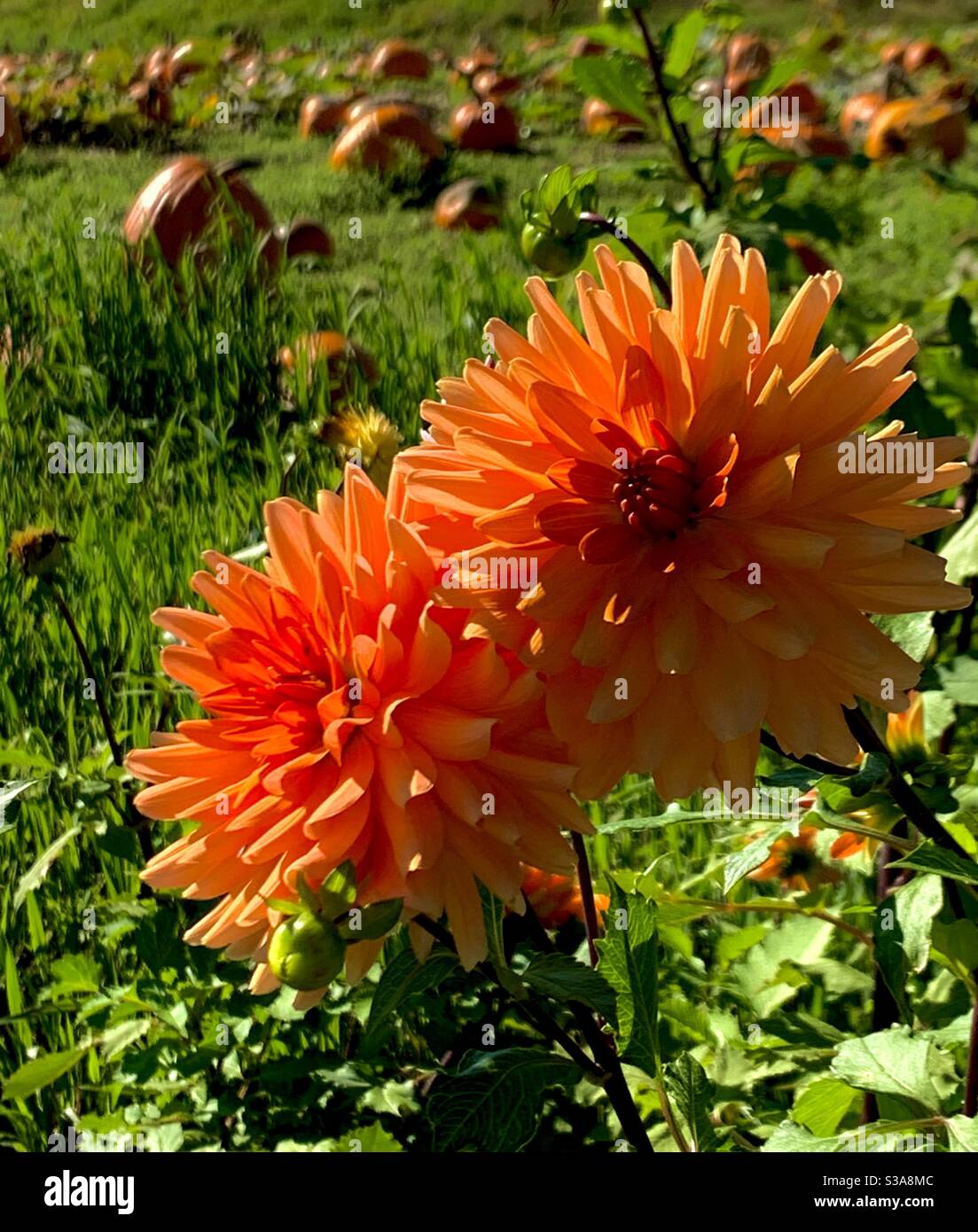 Während wir von Sommer zu Herbst übergehen, finden wir ein Kürbisfeld, das mit schönen orangefarbenen Dahlien gesäumt ist. Stockfoto