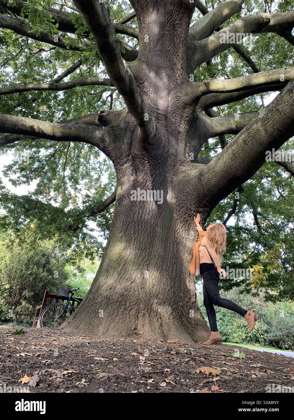 Frau berührt große Eiche im Dulwich Park Stockfoto