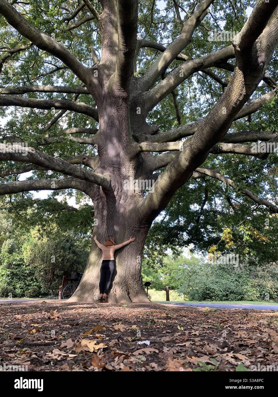 Frau umarmt große Eiche im Dulwich Park Stockfoto