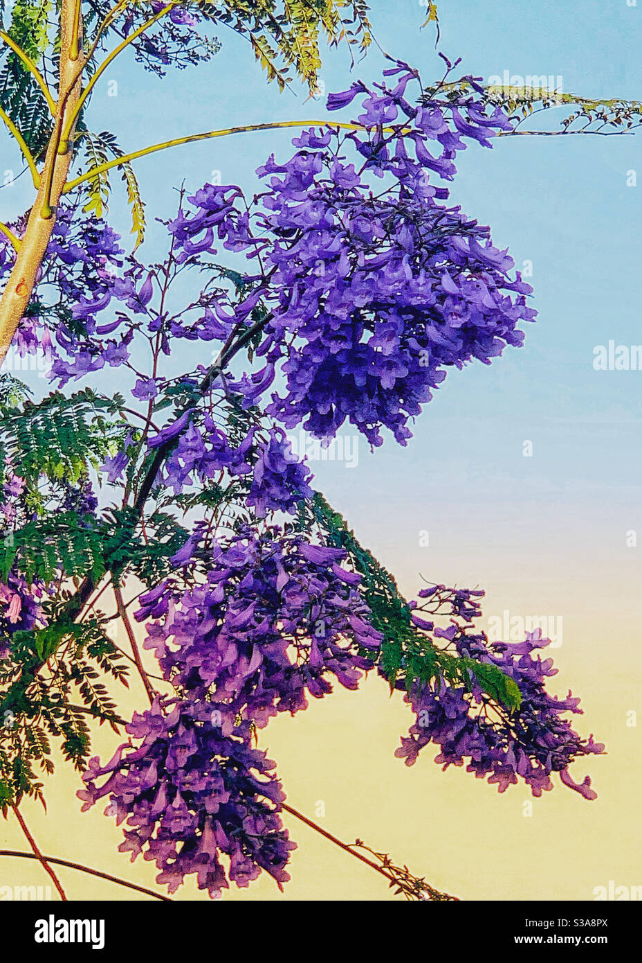 Die glorreichen purpurnen Blüten eines Jacaranda Baumes Stockfoto