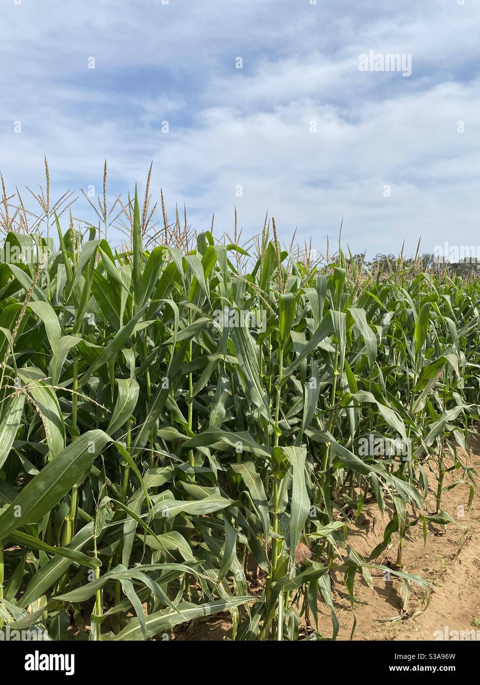 Gesundes Maisfeld auf dem Land Stockfoto