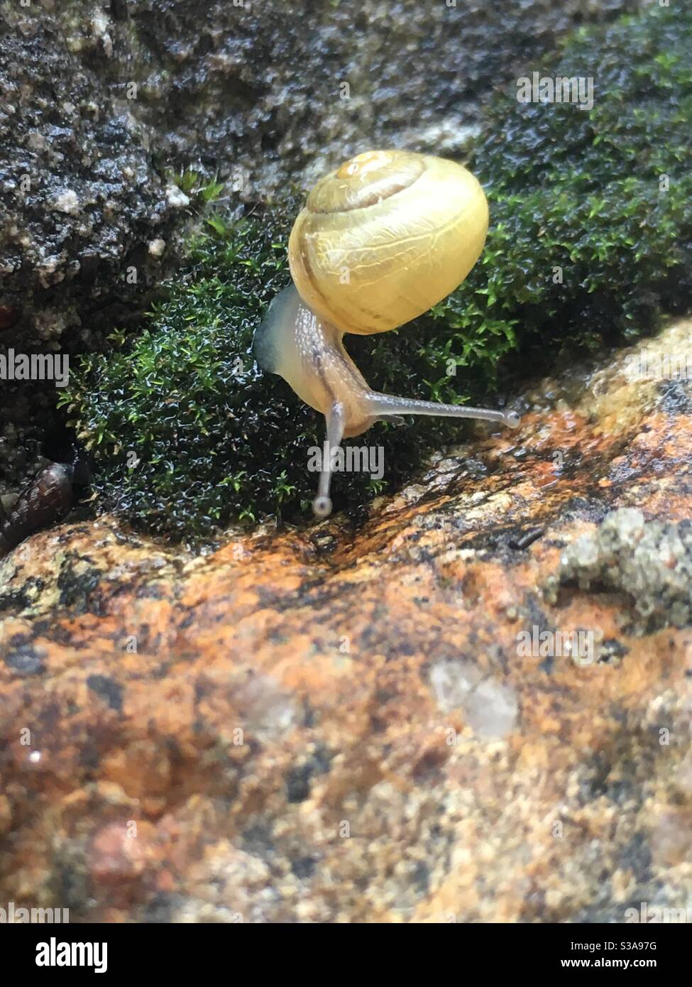 Schnecke Stockfoto