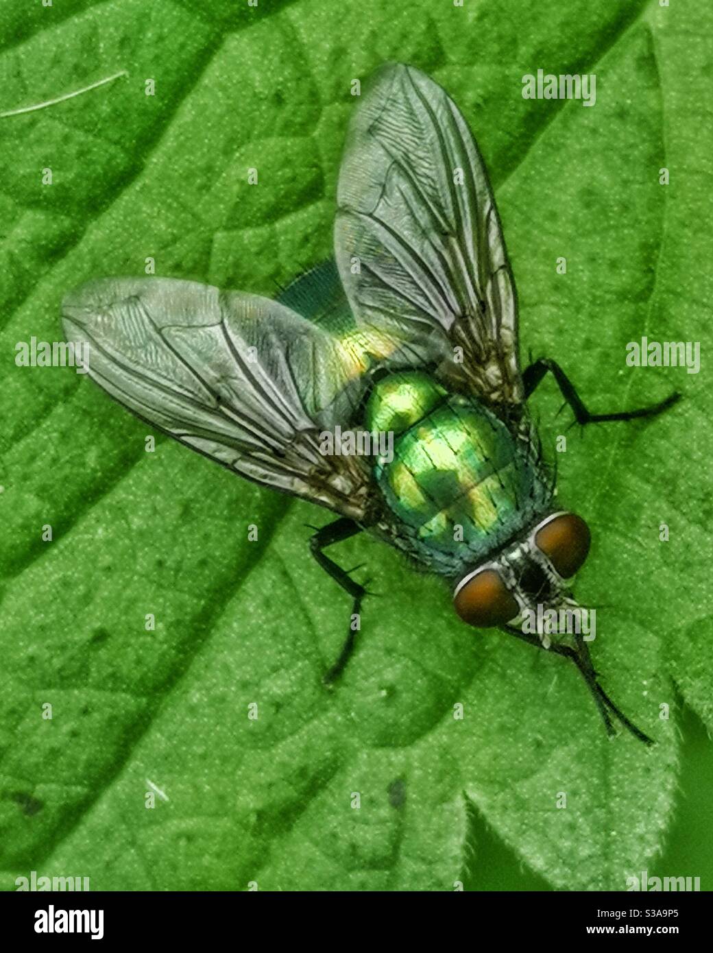Grüne Flasche fliegen auf Brennnesselblatt - Smartphone-aufgenommenes Stockfoto