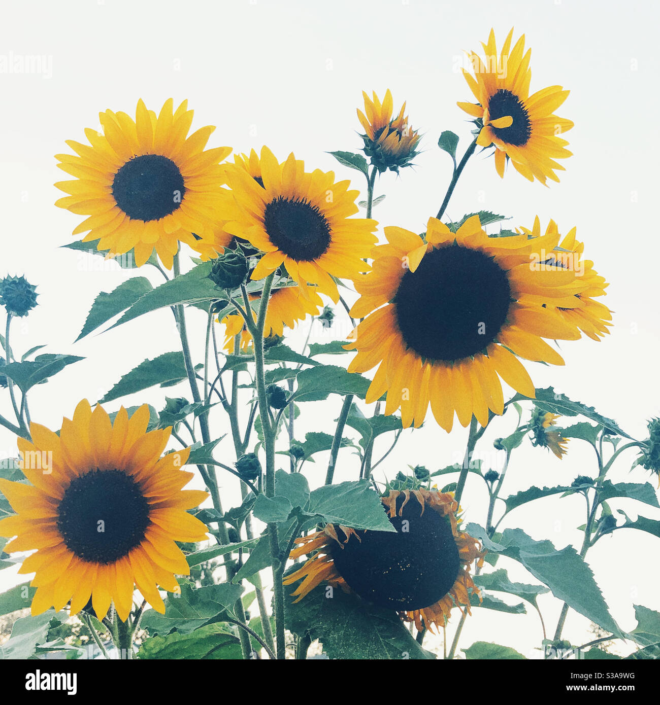 Letzte Sonnenblumen des Sommers Stockfoto