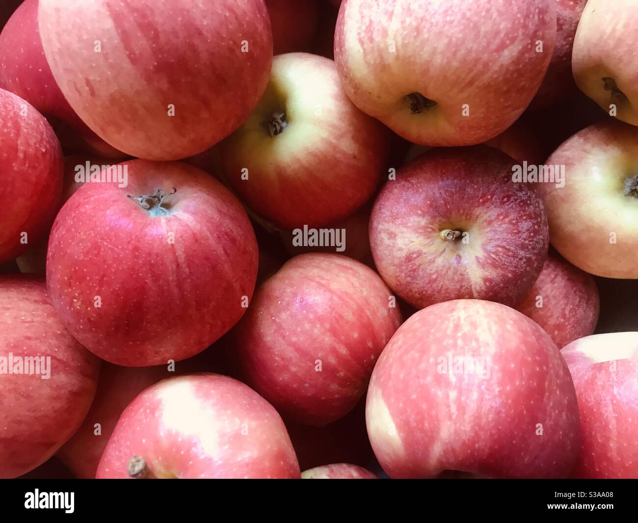 Rote Äpfel bereit zu gehen Stockfoto