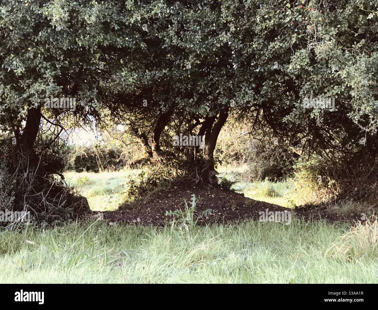 Zwei große Löcher in der Hecke Stockfoto