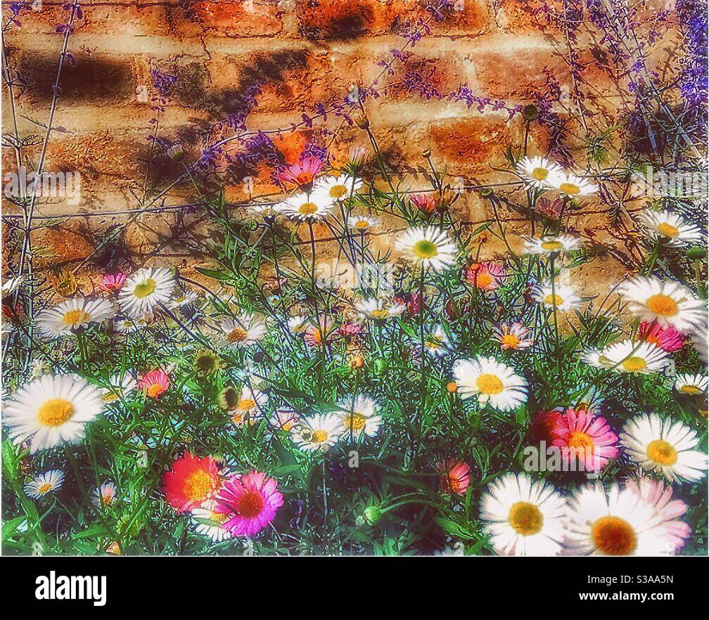 Bunte Blumen an einer Ziegelwand. Stockfoto