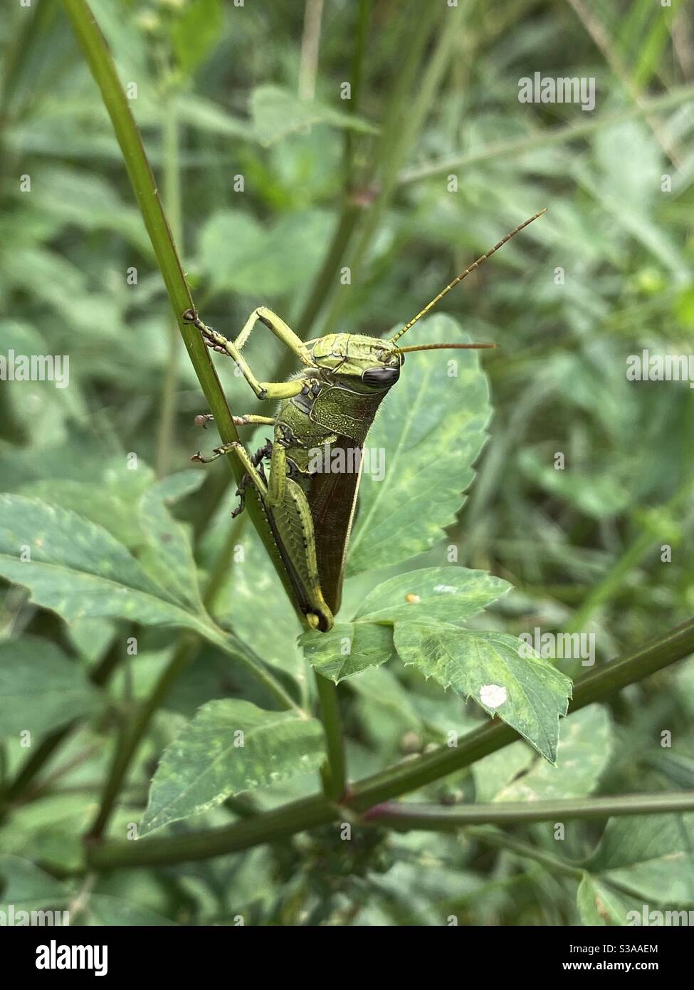 Große Heuschrecke auf grünen Waldpflanzen Stockfoto