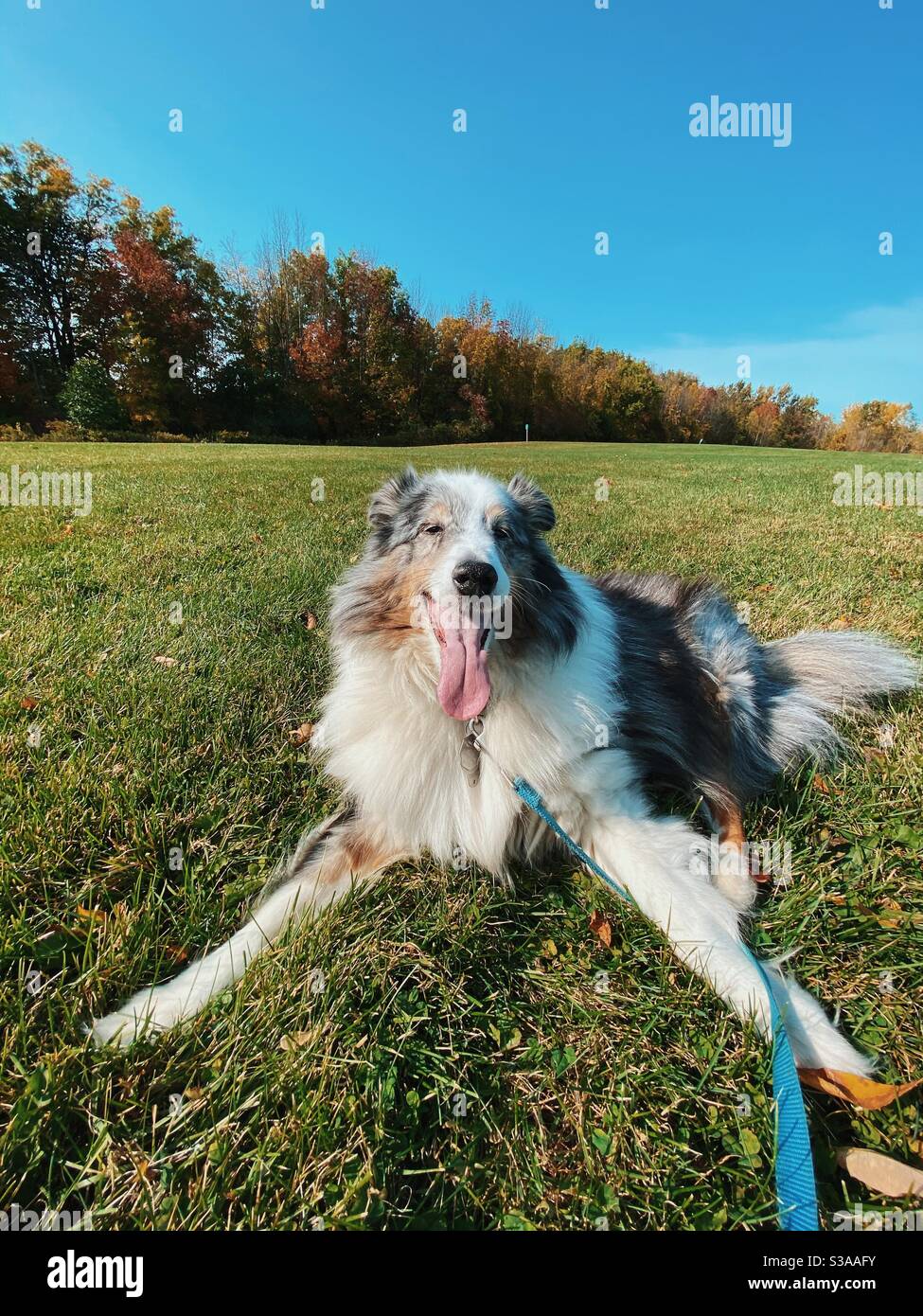 Happy blue Merle Sheltie im Feld keuchend Stockfoto