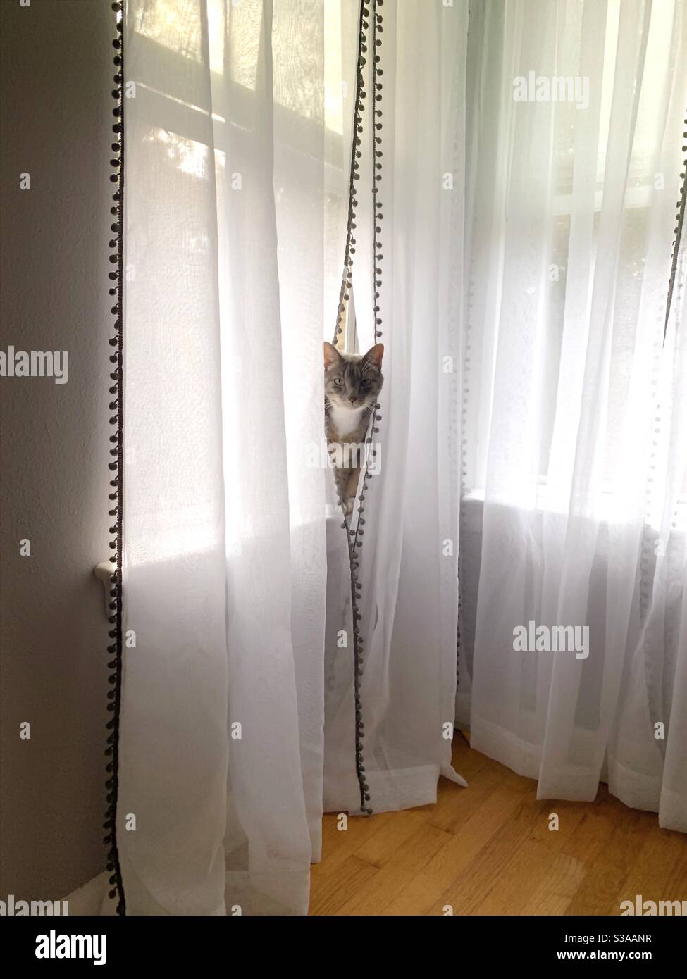 Katze gucken sie Vorhänge in sonnigem Fenster. Stockfoto