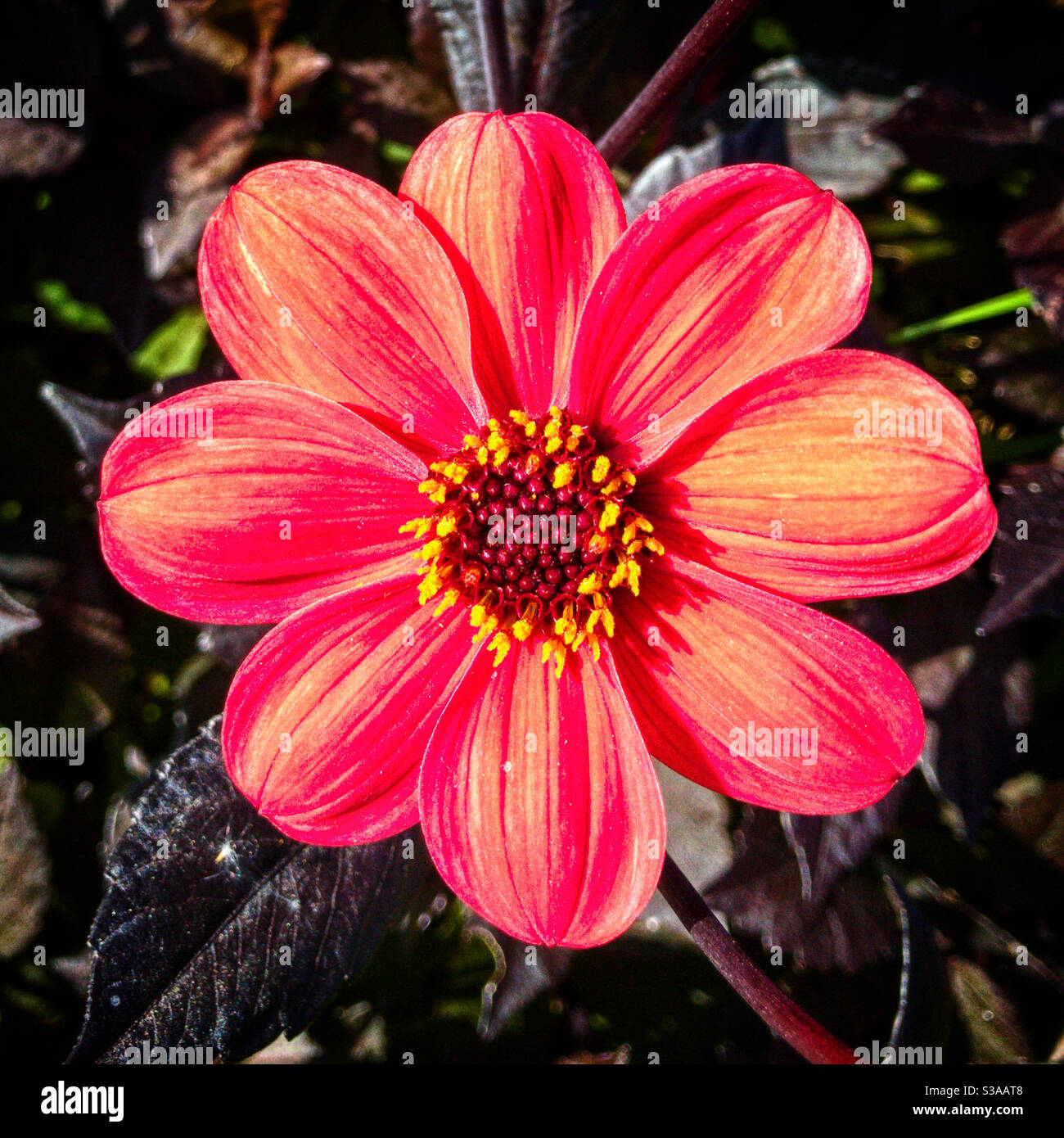 Dahlia’Bischof von Llandaff’. Stockfoto