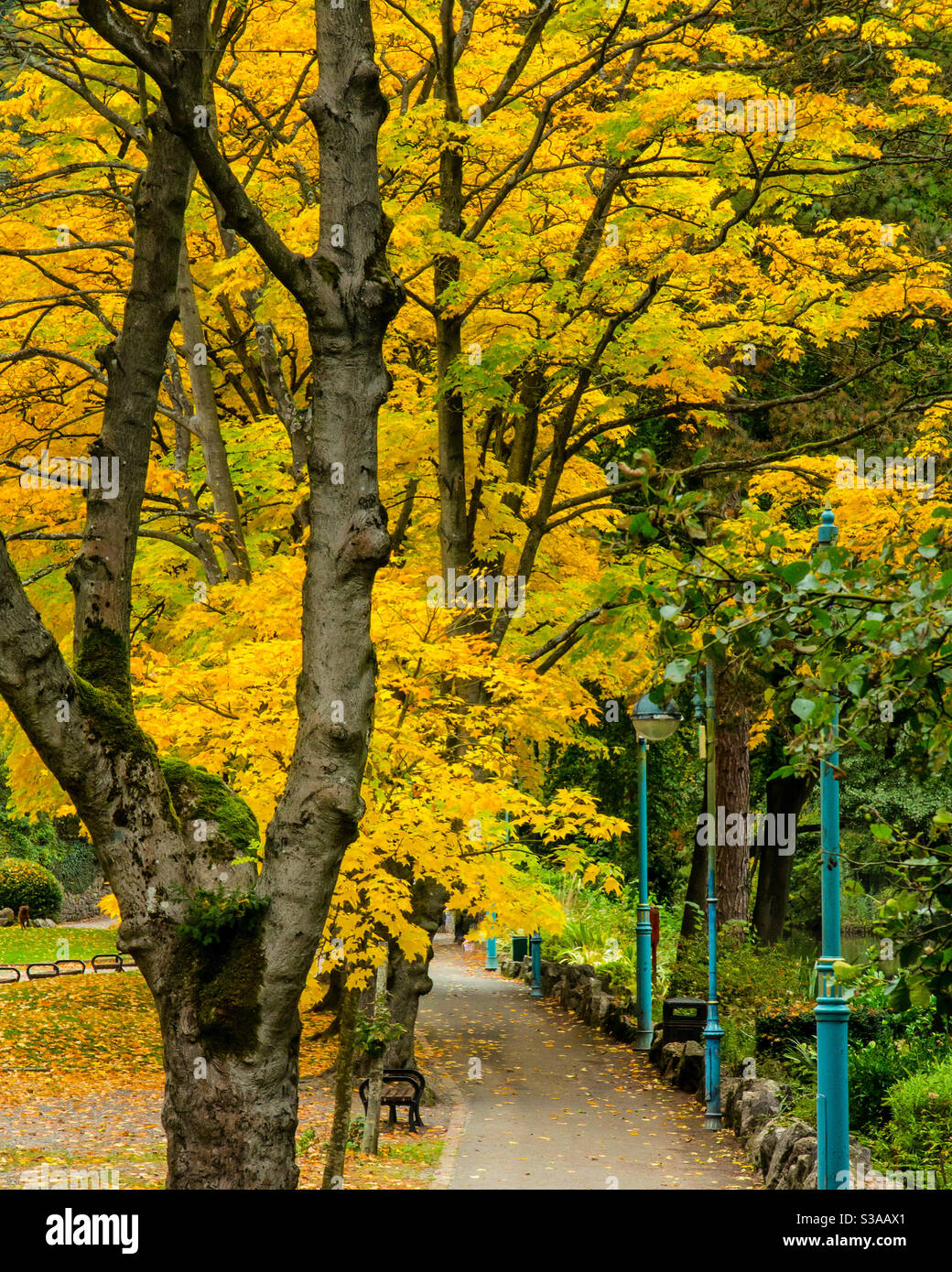 Herbstfarben auf Bäumen in Derwent Gardens in Matlock Bath Derbyshire Peak District England Großbritannien - Smartphone-aufgenommenes Stockfoto