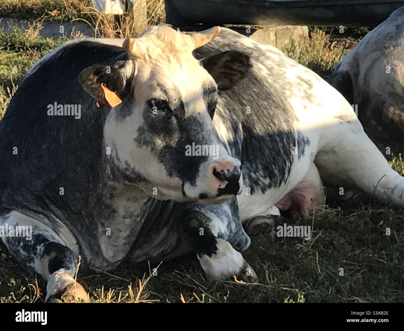 Glückliche Kuh im Feld Stockfoto