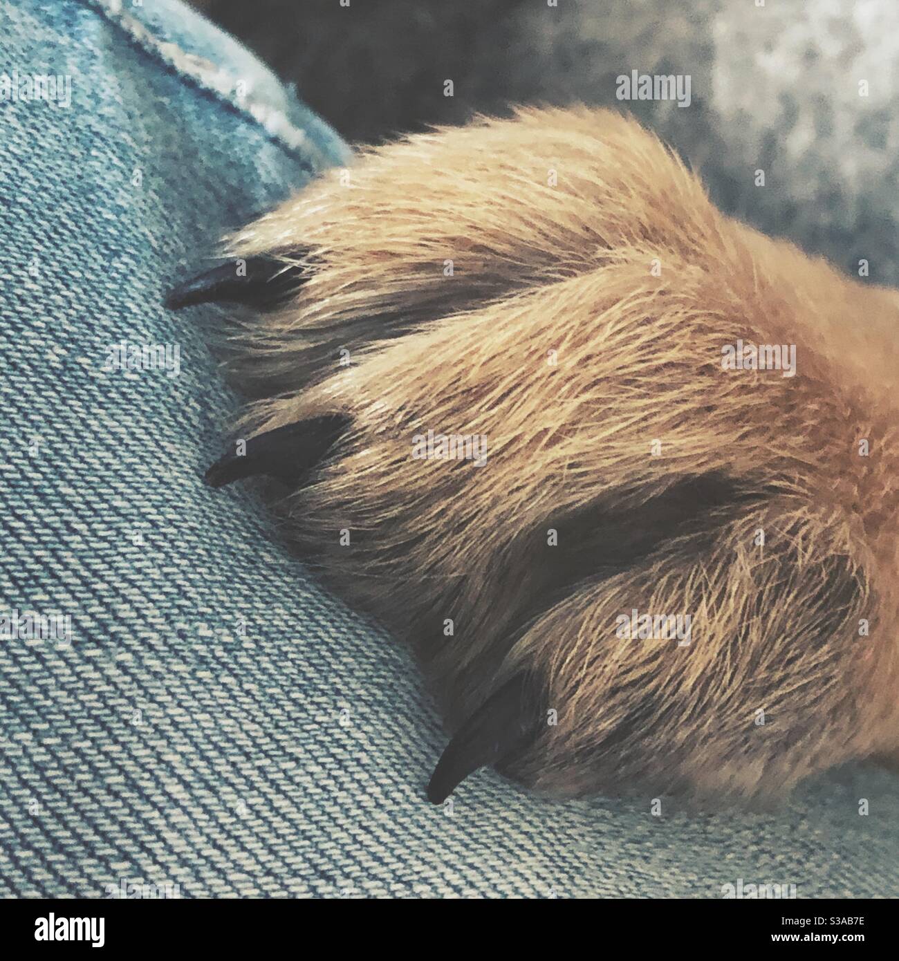 Tan German Shepherd Pfote mit schwarzen Nägeln auf Denim - Smartphone-aufgenommenes Stockfoto