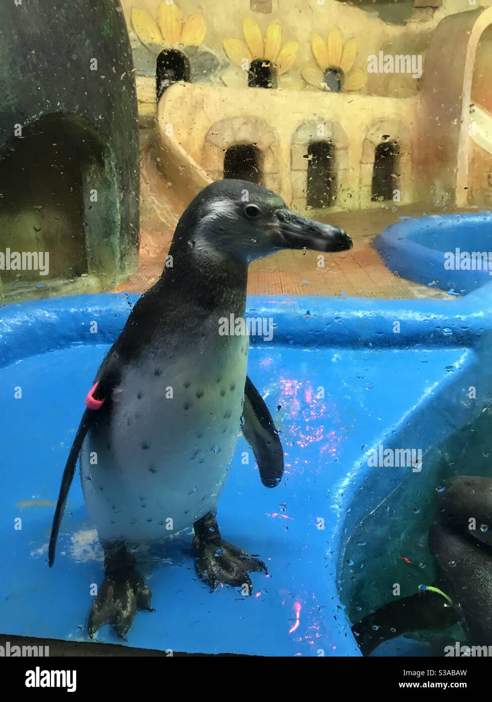 Niedlicher Pinguin steht in einem Aquarium Stockfoto