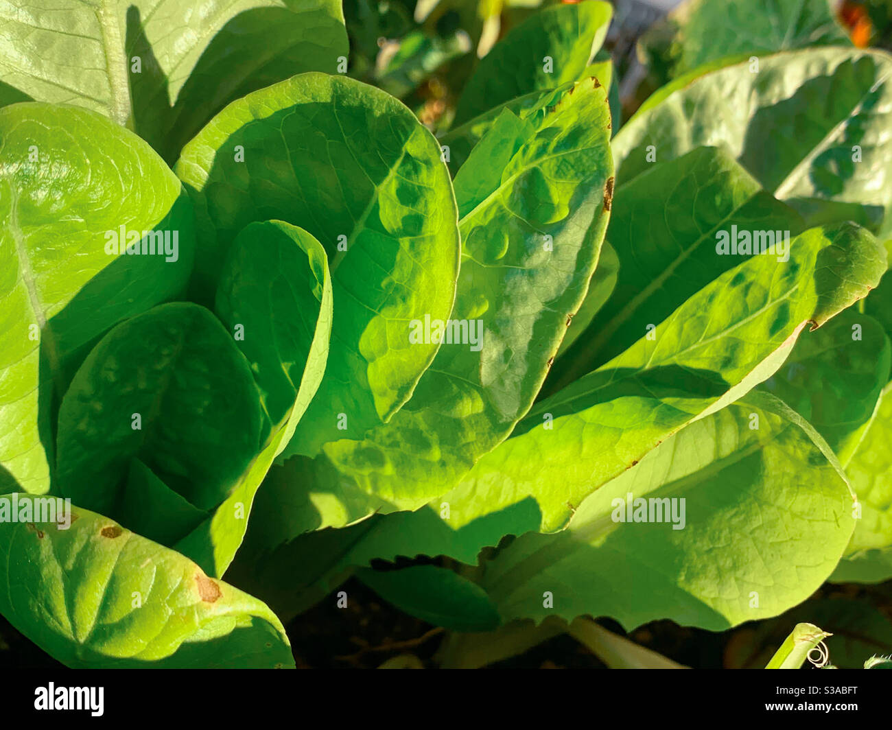 Frisches Grün nahrhafte Salatblätter wachsen in einem Küchengarten, gut für eine gesunde Ernährung - Smartphone-aufgenommenes Stockfoto
