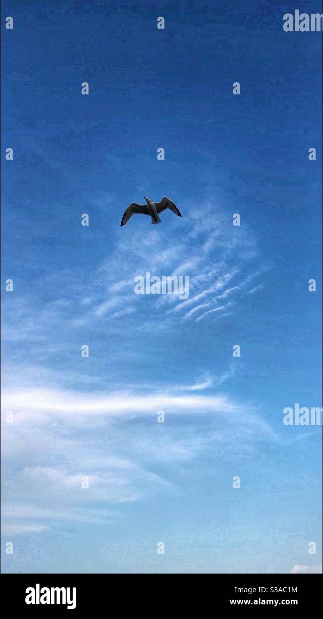 Eine Möwe, die hoch aufragt. - Smartphone-aufgenommenes Stockfoto