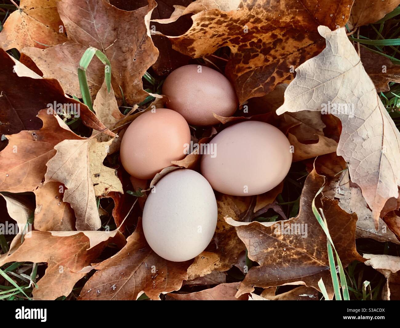 Braune Eier im Blattstapel. Stockfoto