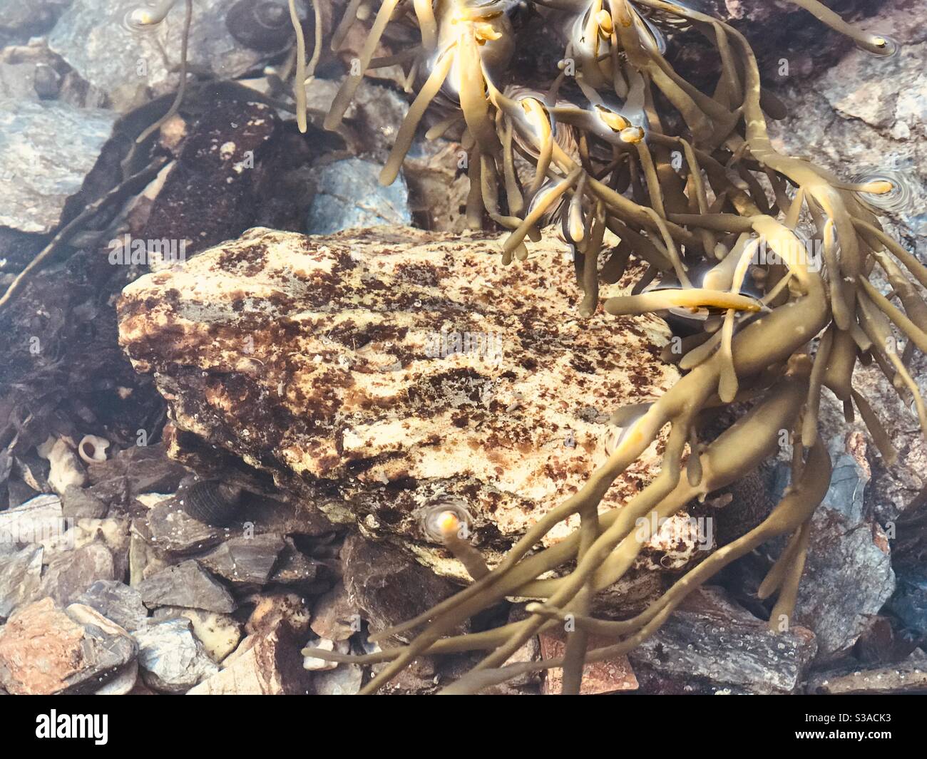 Algen in einem Rock pool Stockfoto