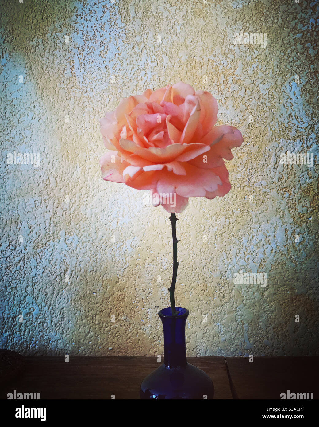 Eine rosa Blume in Mexiko Stockfoto