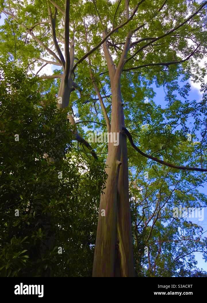 Bemalter Wald, Road to Hana, Maui, Hawaii Stockfoto