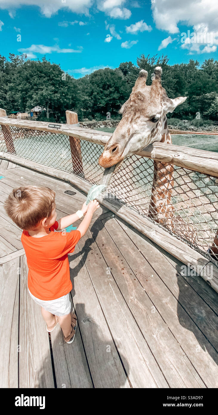 Junge Fütterung einer Giraffe ein Blatt Stockfoto
