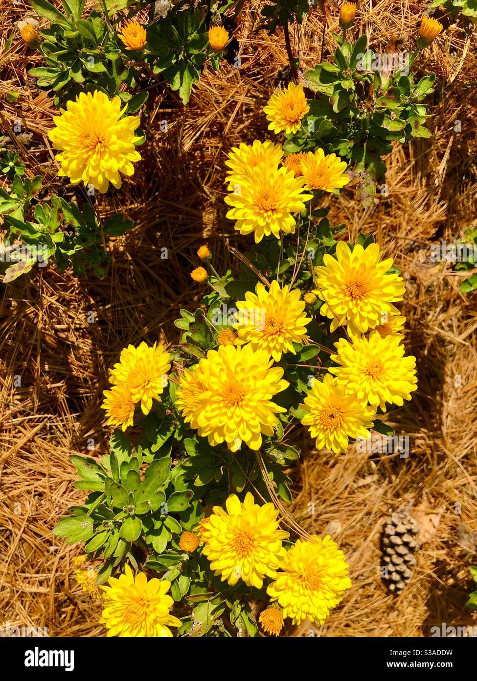 Gelbe Mütter an einem sonnigen Tag Stockfoto