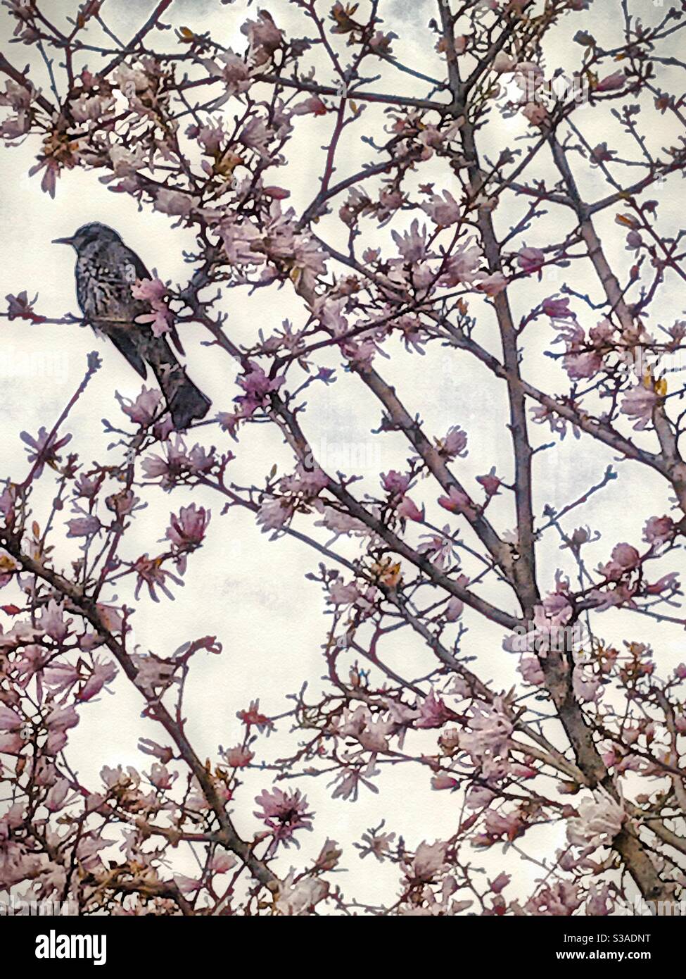 Vogel im japanischen Magnolienbaum, Osaka, Japan. - Smartphone-aufgenommenes Stockfoto