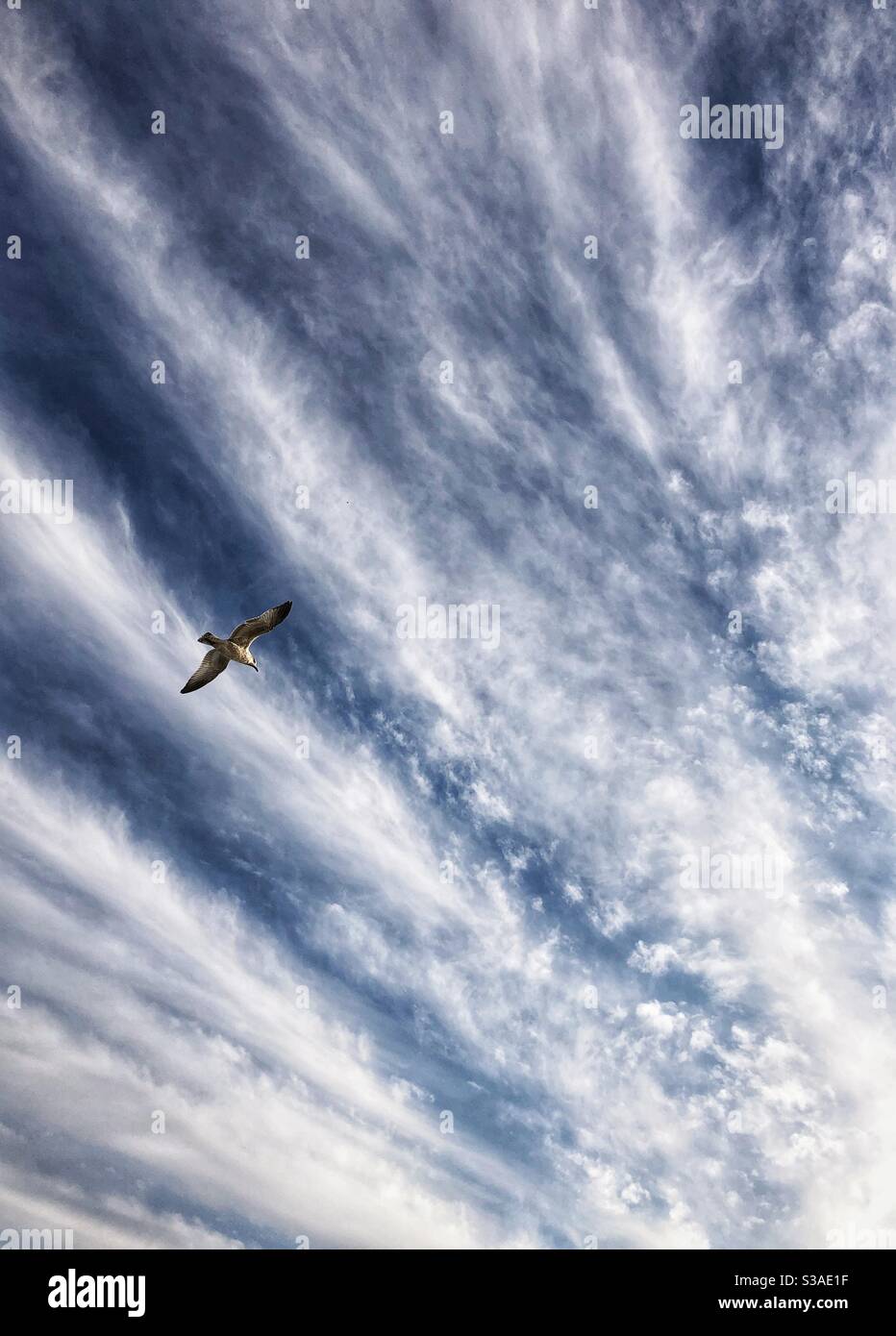 Eine Möwe fliegt in die Wolken. - Smartphone-aufgenommenes Stockfoto