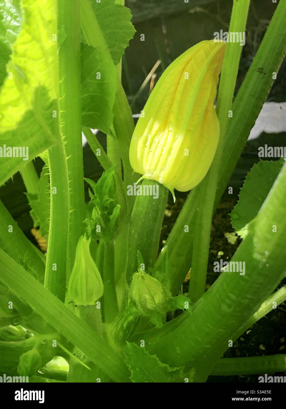 Neue Zucchini-Pflanzen Stockfoto