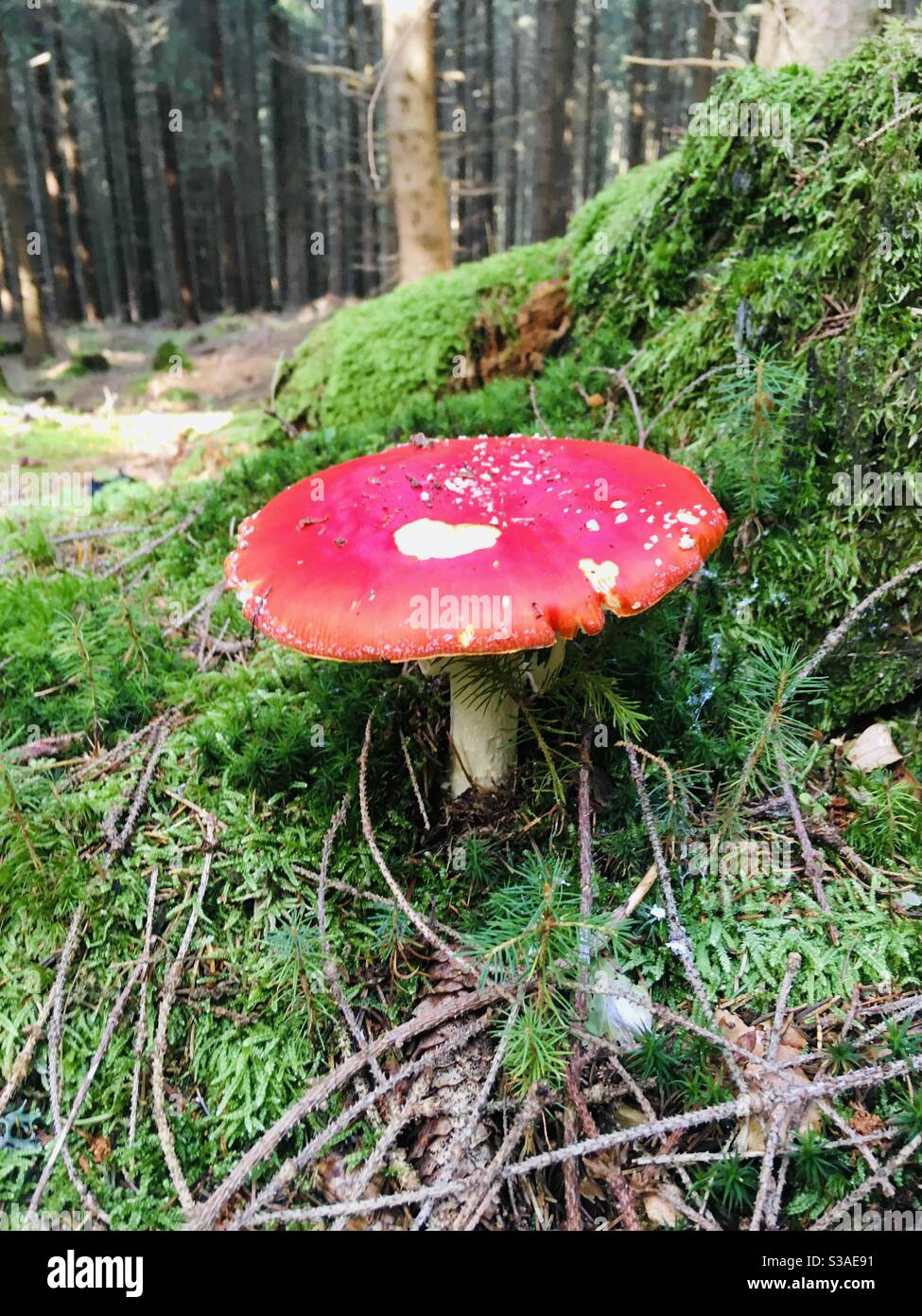 Ubling Emetica - Smartphone-aufgenommenes Stockfoto
