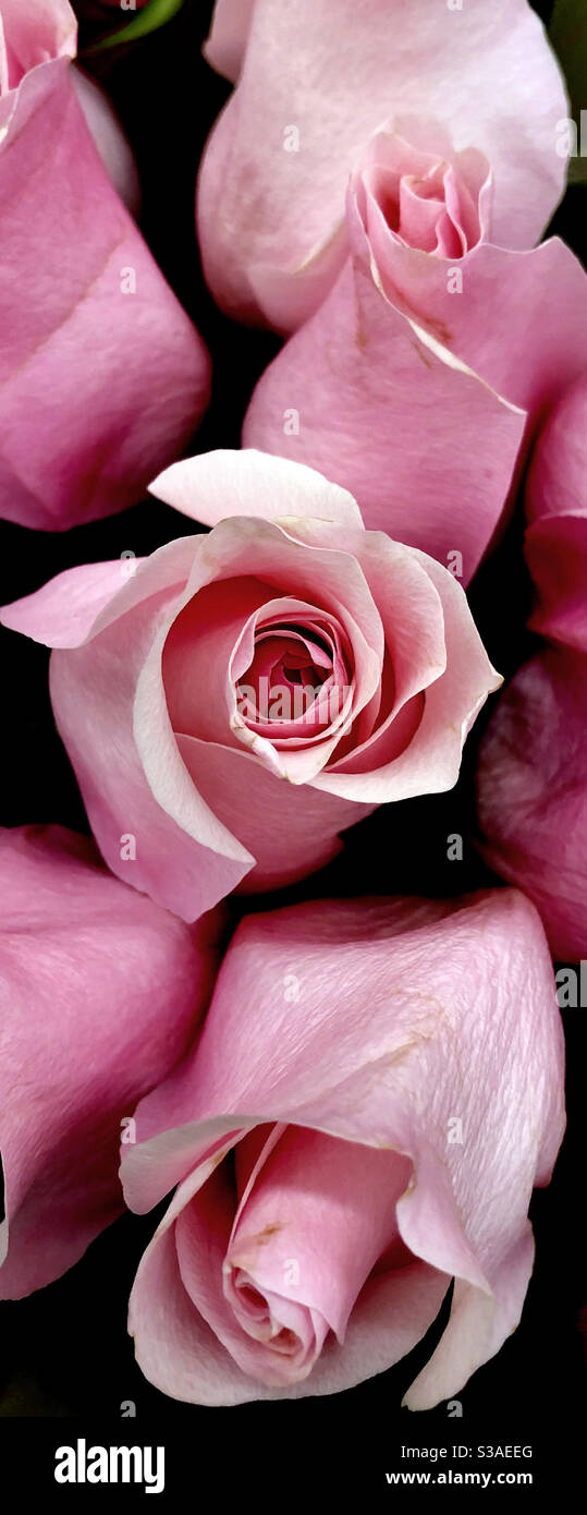 Panoramischer Streifen von rosa Rosen. - Smartphone-aufgenommenes Stockfoto